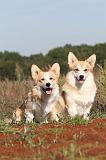 CORGI PEMBROKE 308